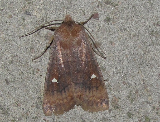 Eupsilia transversa, Noctuidae